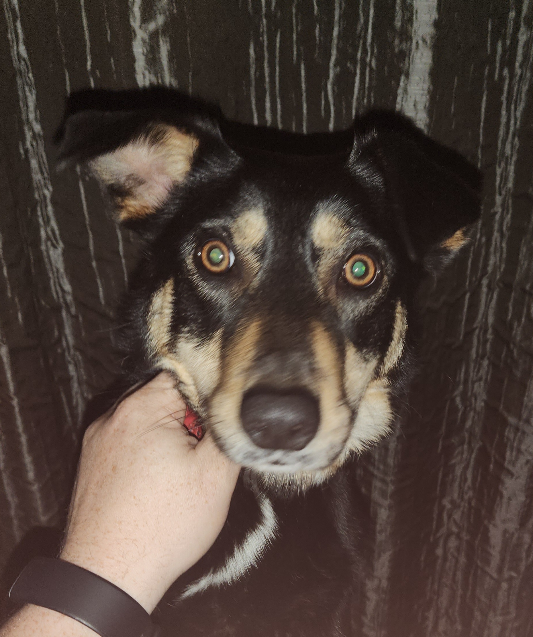 Why You Should Get a Dog